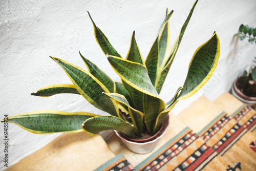 A snake plant (Dracaena trifasciata) in a pot on the stairs in a domestic home with bright daylight photo