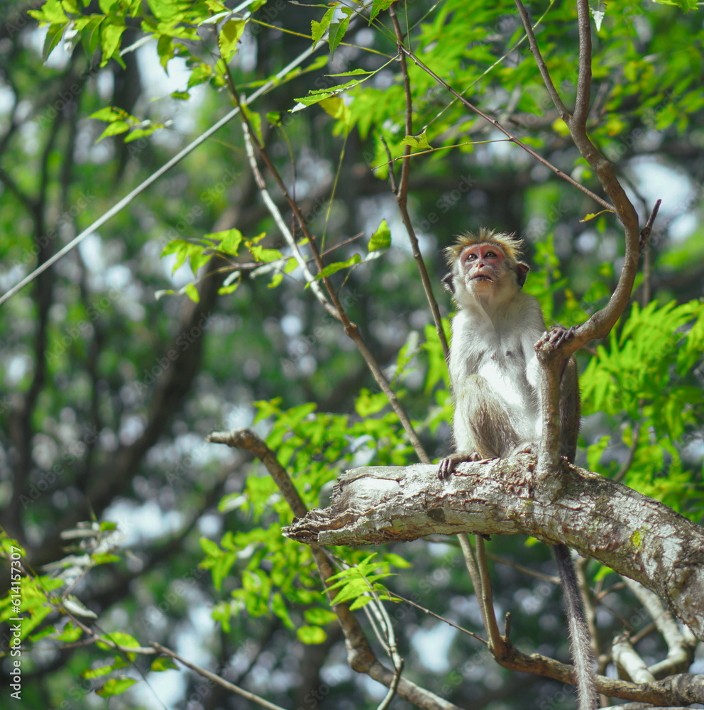 Fototapeta premium monkey on tree