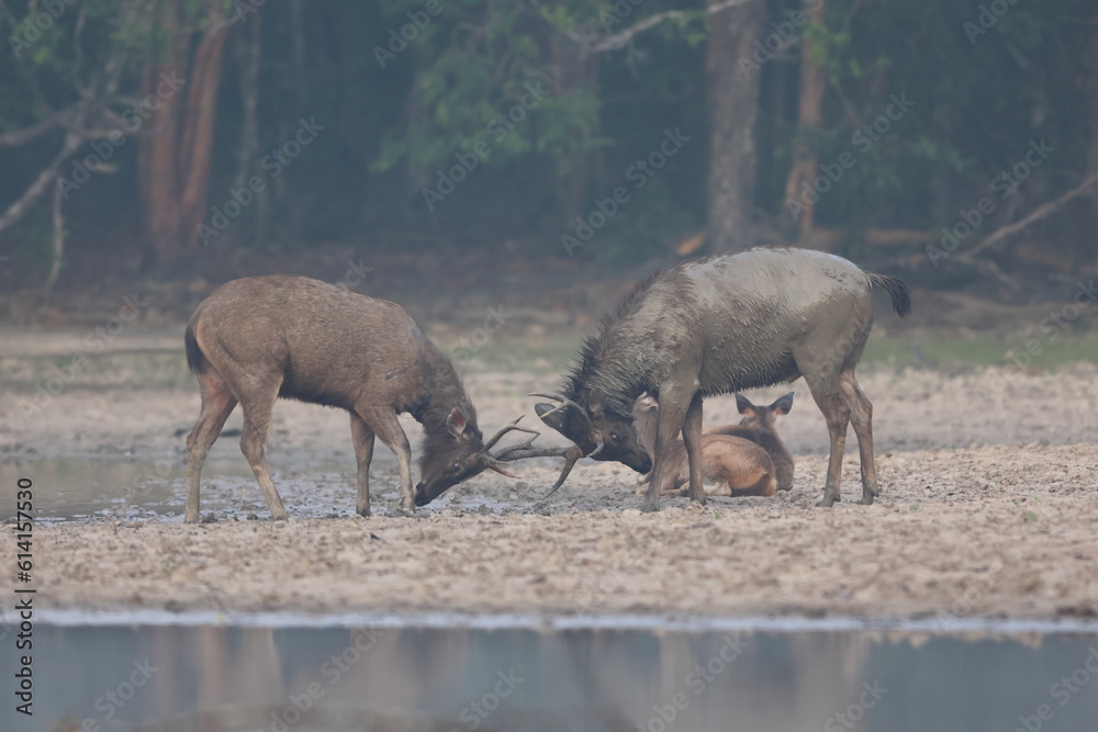 Sambar deer in a beautiful lake Sambar deer in a beautiful lake