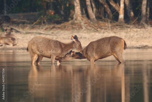 Sambar deer in a beautiful lake © Sarawut