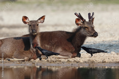 Fototapeta Naklejka Na Ścianę i Meble -  Sambar deer in a beautiful lake