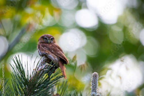Glaucidium passerinum in nature