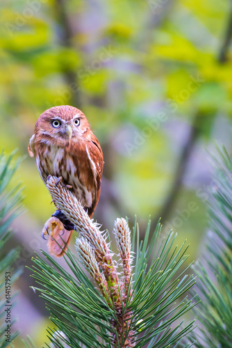 Glaucidium passerinum in nature