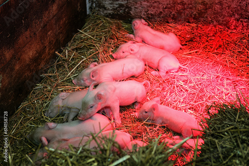 Little piglets on a farm under a red lamp photo