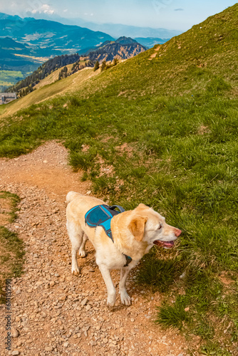 Labrador Retriever dog at Mount Hochgrat, Oberstaufen, Oberallgaeu, Bavaria, Germany