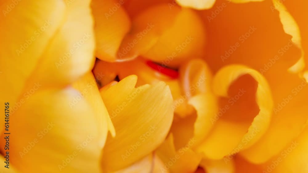 Flower bud with yellow petals, peony, rotating, turning, close-up macro, top view
Flower bud with yellow petals, peony, rotating, turning, close-up macro, top view