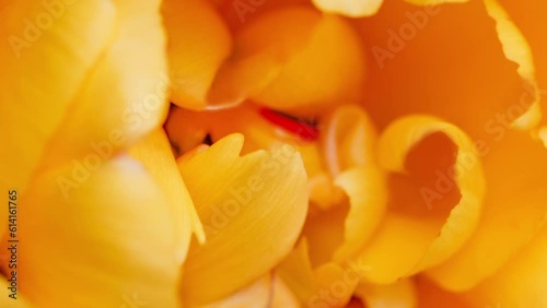 Wallpaper Mural Flower bud with yellow petals, peony, rotating, turning, close-up macro, top view
 Torontodigital.ca
