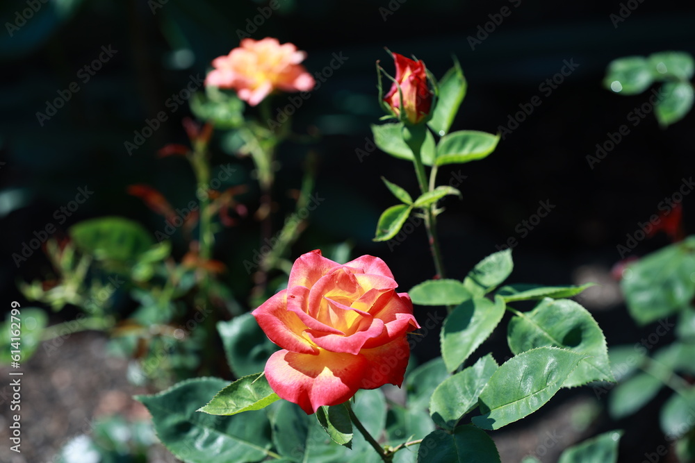 Orange rose blooming in summer.