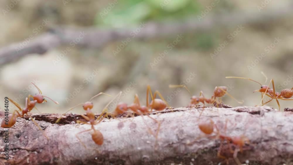 Red ants or Oecophylla smaragdina of the family Formicidae found their nests in nature by wrapping them in leaves. red ant face macro animal or insect life