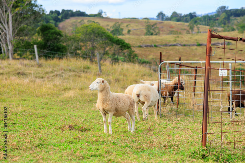 Obraz premium 牧場にいる羊