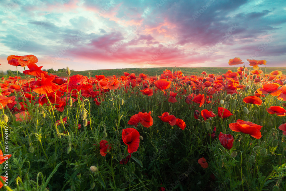 Obraz premium landscape with nice sunset over poppy field . High quality photo