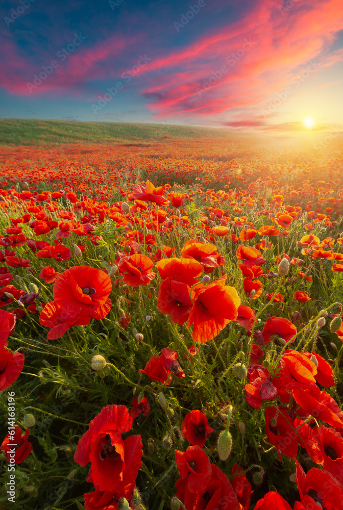 landscape with nice sunset over poppy field . High quality photo - obrazy, fototapety, plakaty 