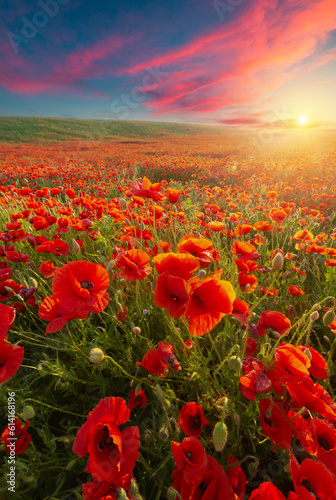 landscape with nice sunset over poppy field . High quality photo
