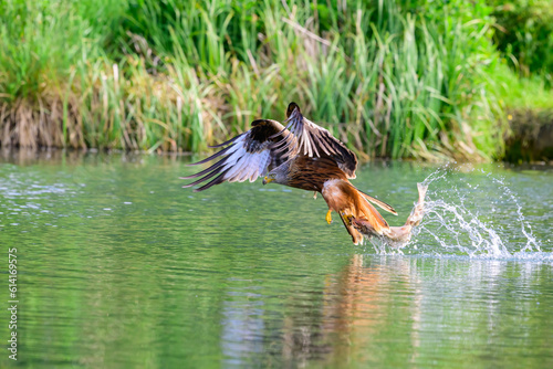 Red Kite, Milvus milvus, fishing for trout.