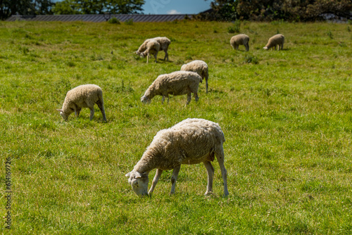 Sheep Grazing in Field
