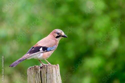Jay, Garrulus glandarius, perched on a post.