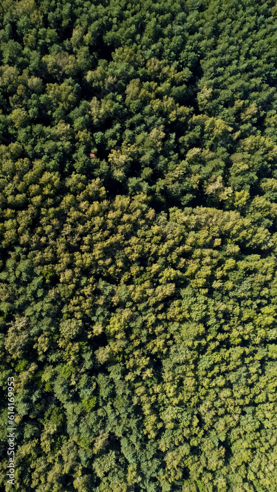 big forest with green trees at summer, Ukraine, aerial drone view big forest with green trees at summer, Ukraine, aerial drone view