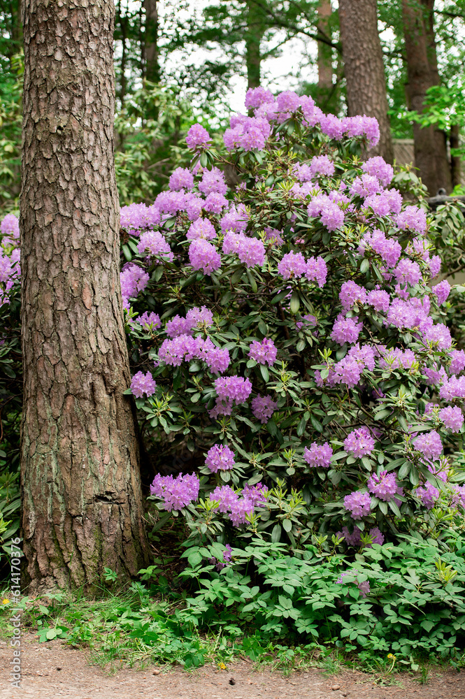 A rhododendron bush blooming with purple flowers in the city park