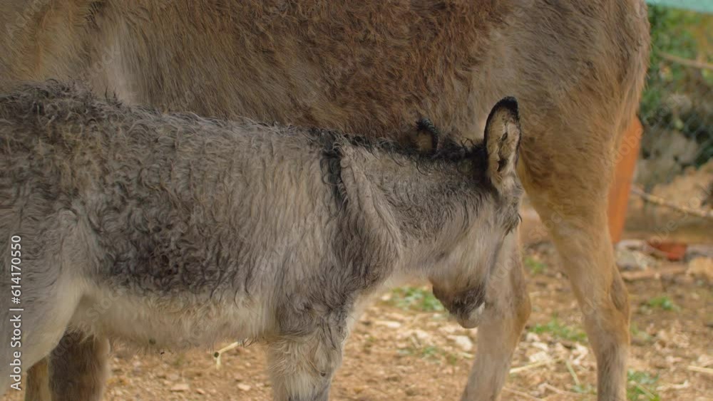 A baby donkey suckles its mother to drink milk after birth, in Bosnia A baby donkey suckles its mother to drink milk after birth, in Bosnia