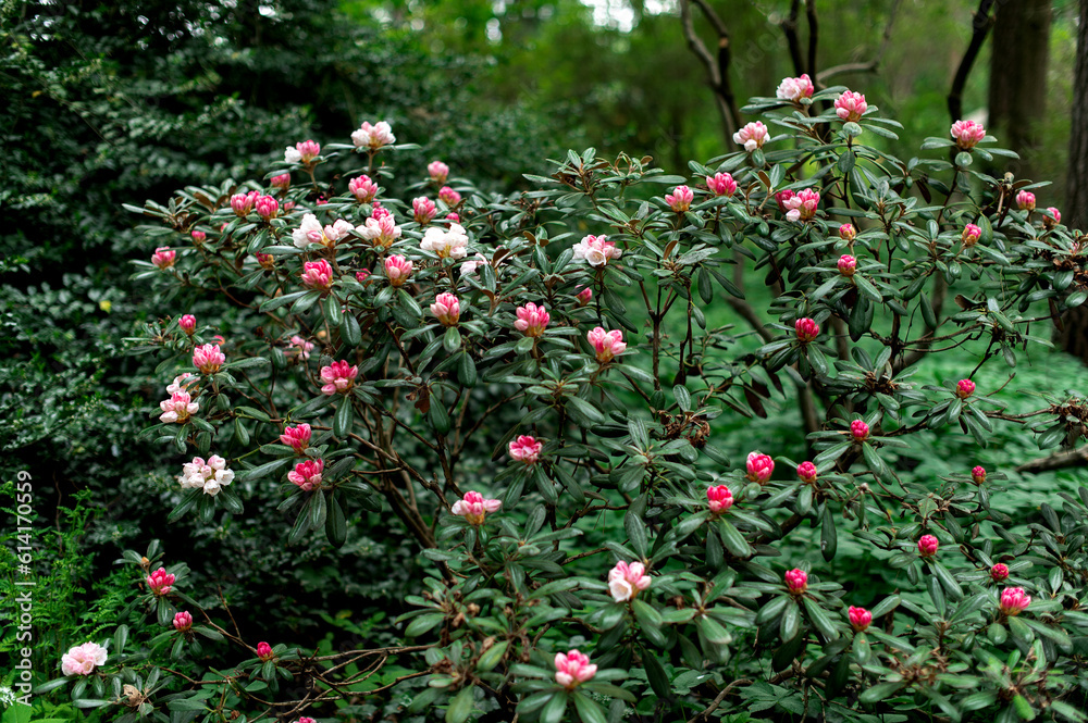 A rhododendron bush blooming with white pink flowers in the city park