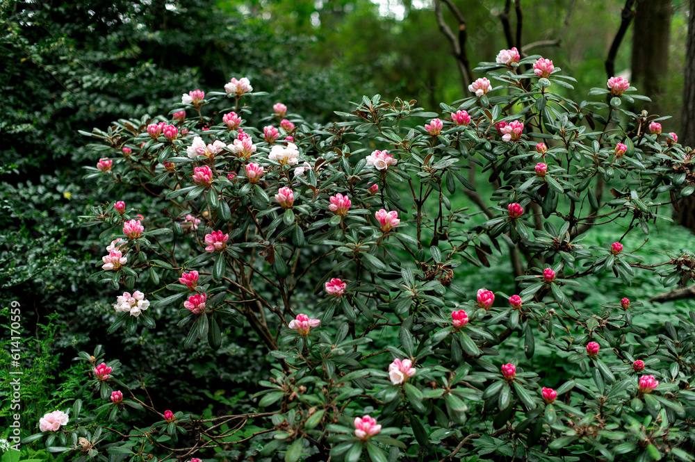 A rhododendron bush blooming with white pink flowers in the city park A rhododendron bush blooming with white pink flowers in the city park