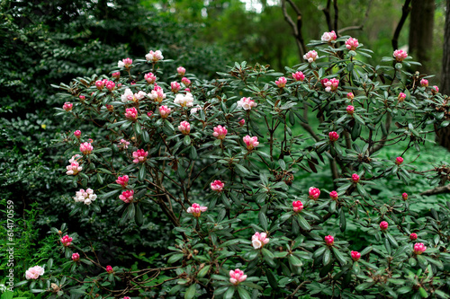 A rhododendron bush blooming with white pink flowers in the city park photo