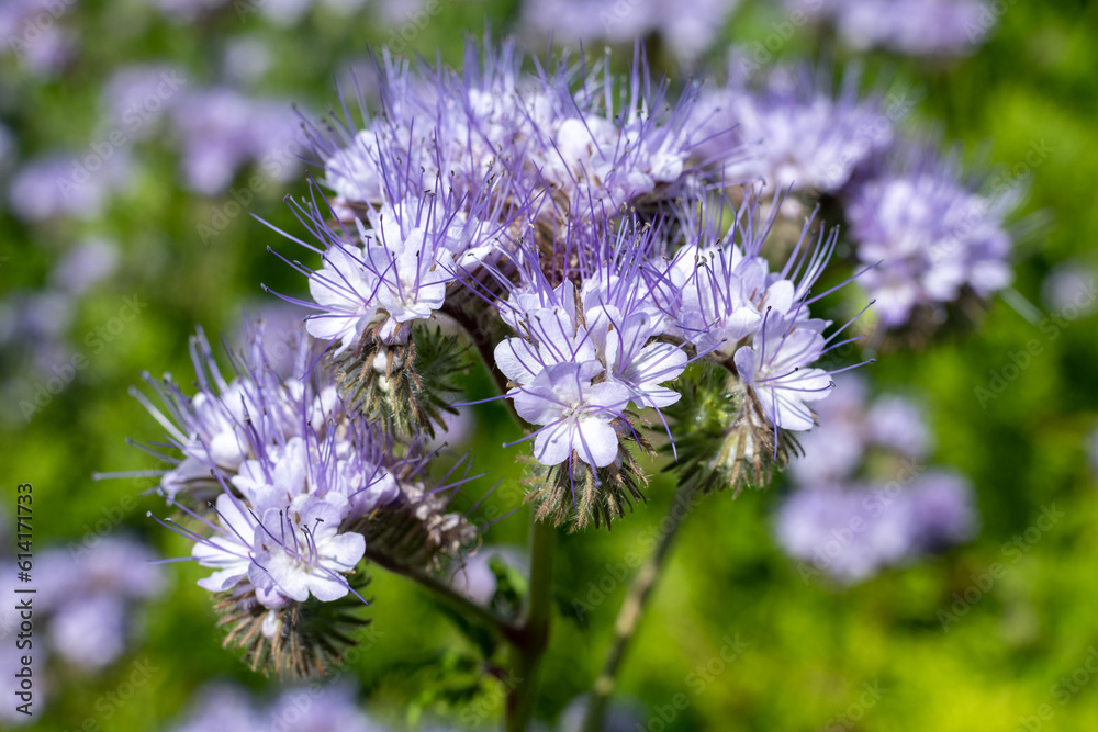 Lacy phacelia (phacelia tanacetifolia) flowers in bloom Lacy phacelia (phacelia tanacetifolia) flowers in bloom