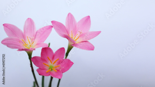 Pink fairy lily on white background © Waratchada