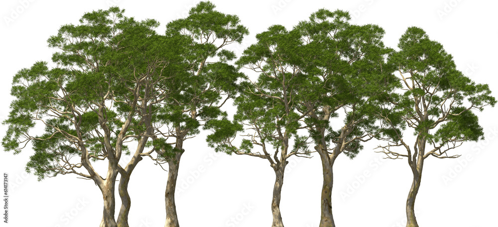 eucalyptus tree plants group hq arch viz cutout