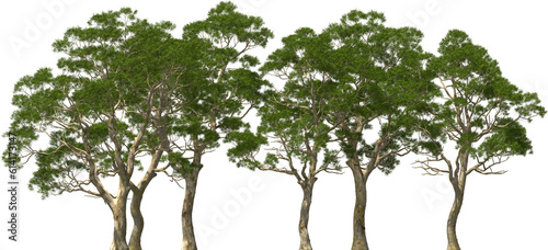 eucalyptus tree plants group hq arch viz cutout