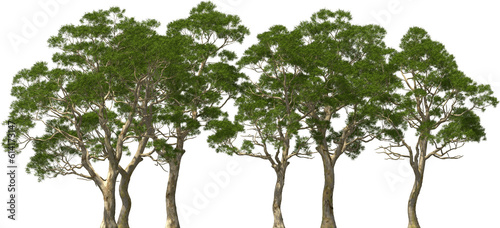 Obraz na płótnie eucalyptus tree plants group hq arch viz cutout w salonie