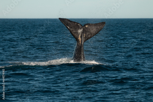 Southern Right Whale showing tail, with water droplets splashing