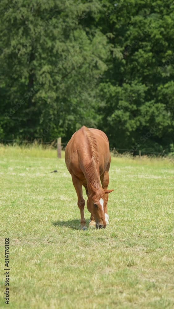 Front view of one single brown horse grazing in the meadow on a pasture eating grass in the rural countryside then walking away, vertical video
Front view of one single brown horse grazing in the meadow on a pasture eating grass in the rural countryside then walking away, vertical video
