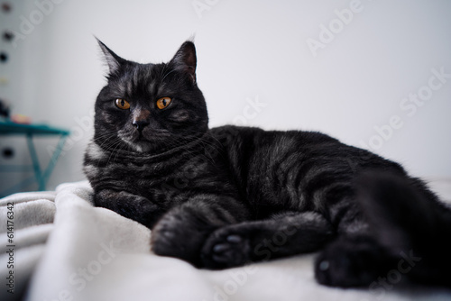 Adorable black cat lying on the bed at home.