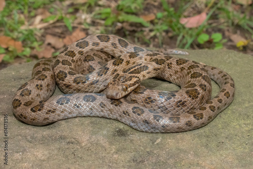 Spotted rock snake (Lamprophis guttatus)