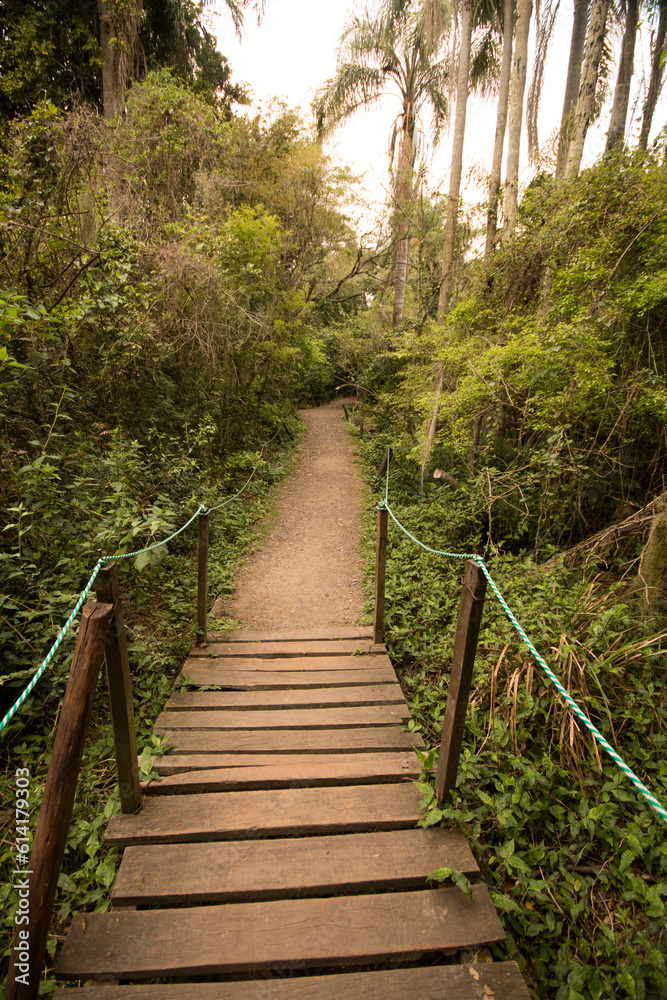 Obraz premium Trails in the Ibera Provincial Reserve, Corrientes Province, Argentina