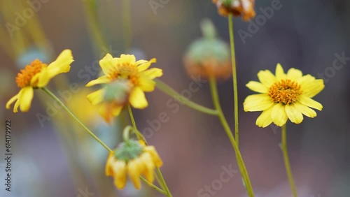 Closeup of Brittlebush flowers blooming and drying out in the Lake Elsinore, California desert, swaying with the wind. photo