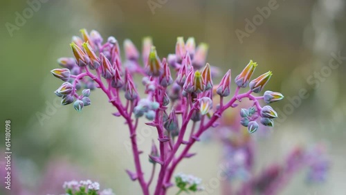 Closeup of Lanceleaf, Dudleya weed in the desert hills of Lake Elsinore, California. photo