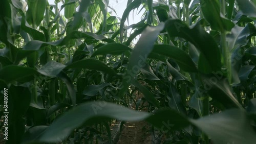 the cornfields walking