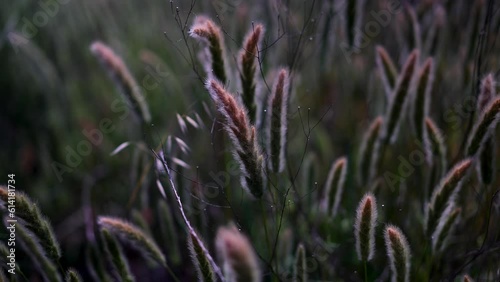 Closeup view of annual rabbitsfoot grass or beards foot grass swaying in the wind in the desert hills of Southern California near Lake Elsinore. photo