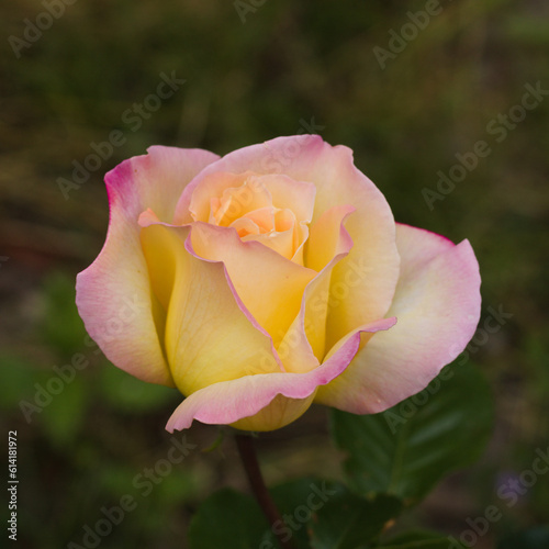 Rose. Pink  purple rose closeup  soft light. Colorful flower at spring. Roses on a green background.