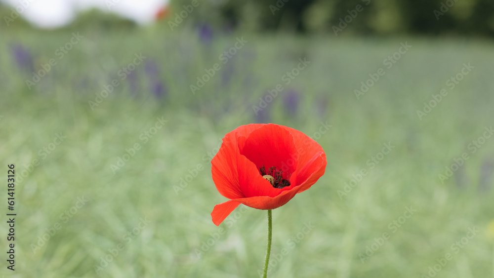 Obraz premium Blooming red poppy on the fields. Poppies on the background of the field.