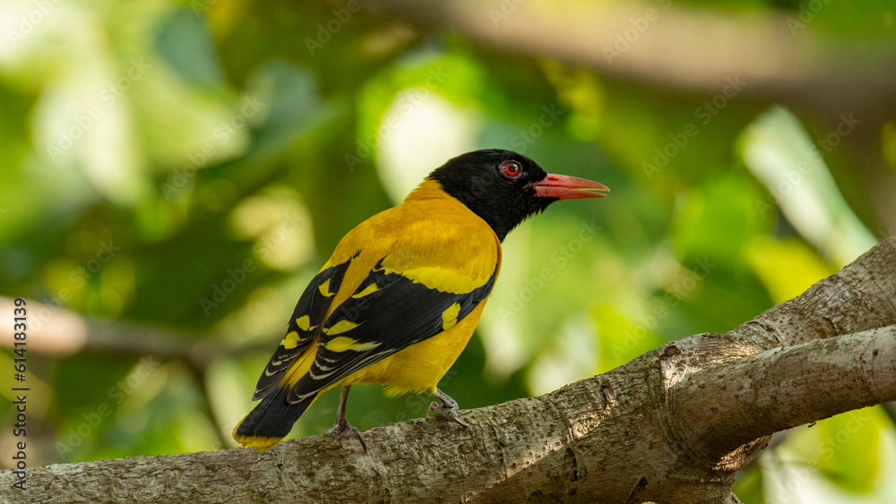 Fototapeta premium Black headed Oriole