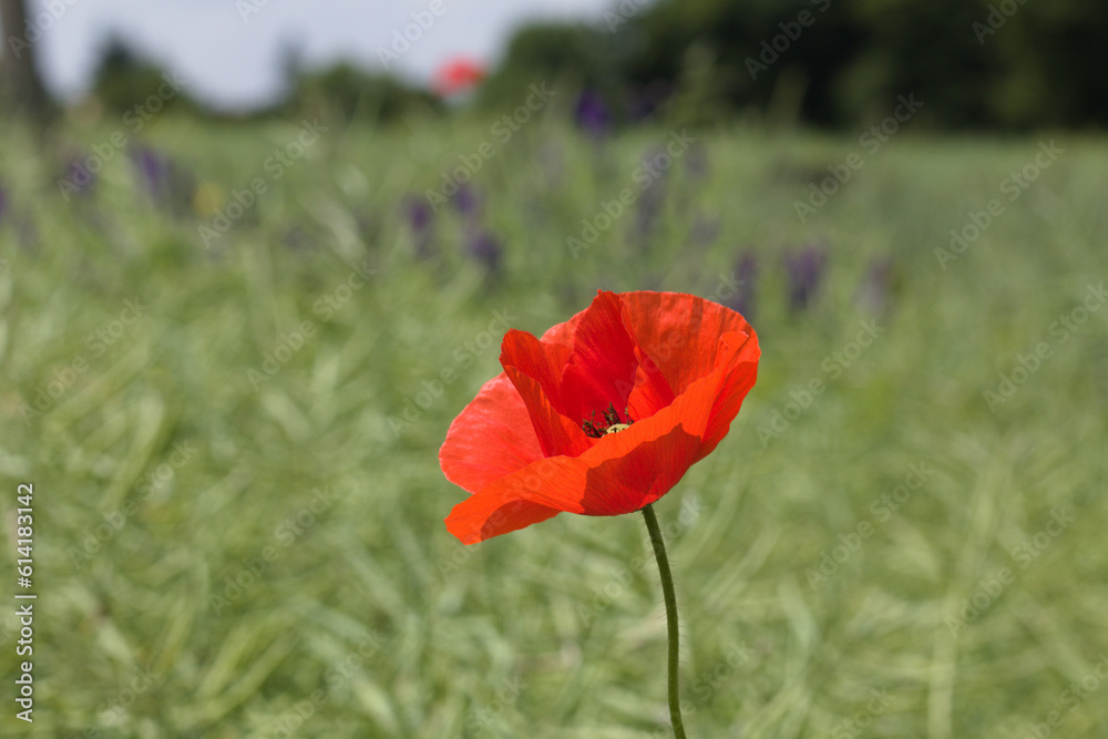 Blooming red poppy on the fields. Poppies on the background of the field. (Papaver rhoeas) Spring flowers.