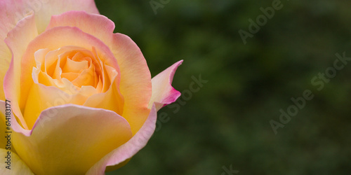 Rose. Pink, purple rose closeup, soft light. Colorful flower at spring. Roses on a green background.