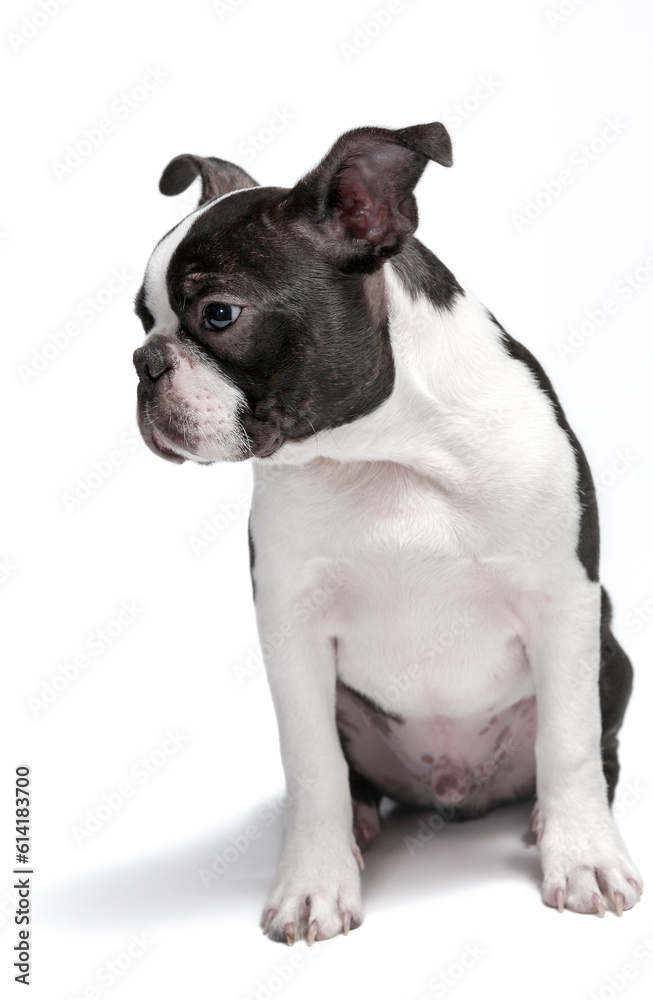 Purebred Boston Terrier 4 month old pupy head portrait, studio, white background, isolated, sitting,  head turned right, looks away.