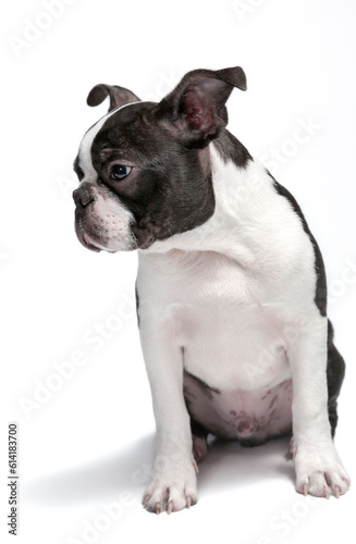 фотографія Purebred Boston Terrier 4 month old pupy head portrait, studio, white background, isolated, sitting,  head turned right, looks away
