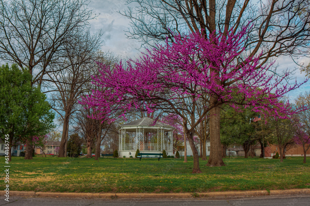Chaffee Band Stand Under a Redbud. A bandstand in Circle Park Chaffee is framed by a beautiful blooming redbud tree. Chaffee Band Stand Under a Redbud. A bandstand in Circle Park Chaffee is framed by a beautiful blooming redbud tree.