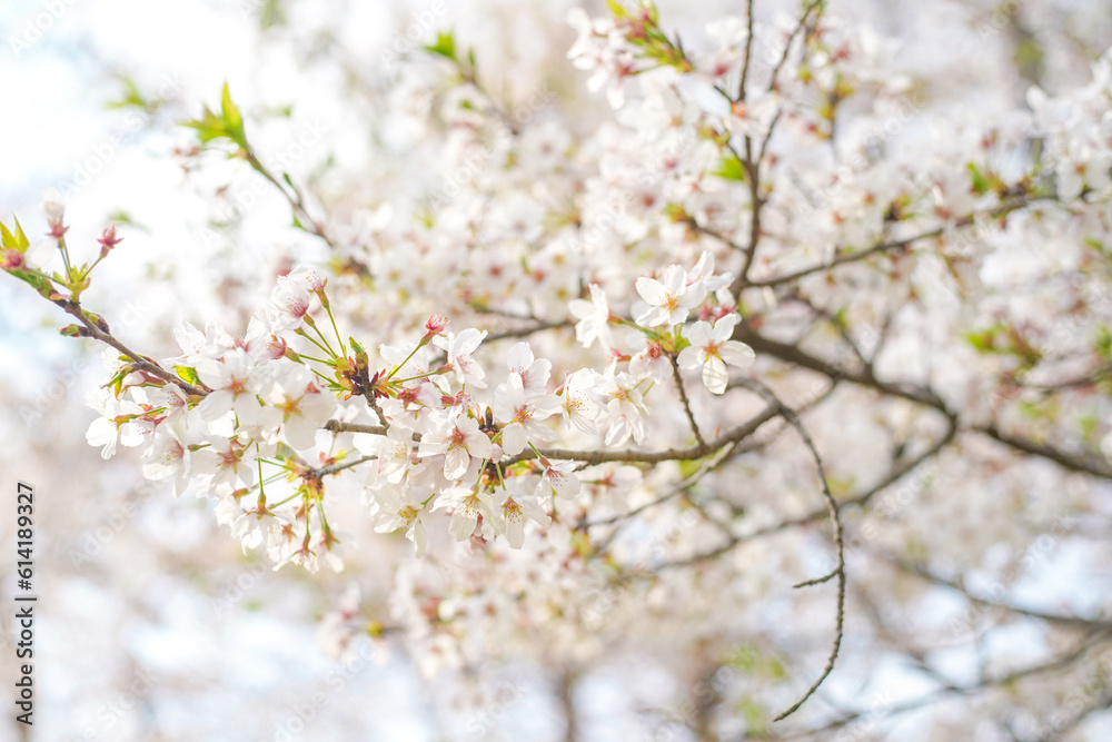 Serene Spring Beauty: Cherry Blossoms in Full Bloom with Pink Petals Serene Spring Beauty: Cherry Blossoms in Full Bloom with Pink Petals