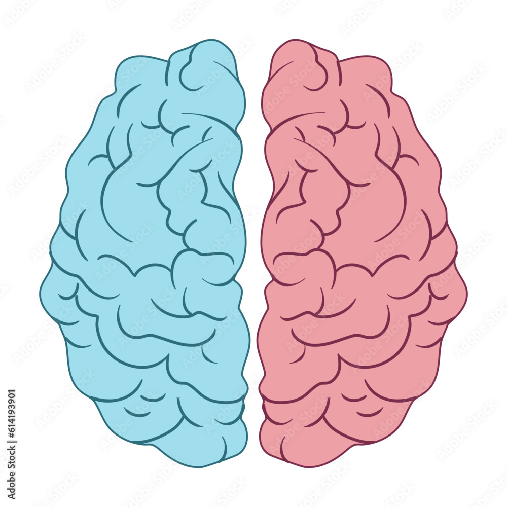 human brain model human brain model